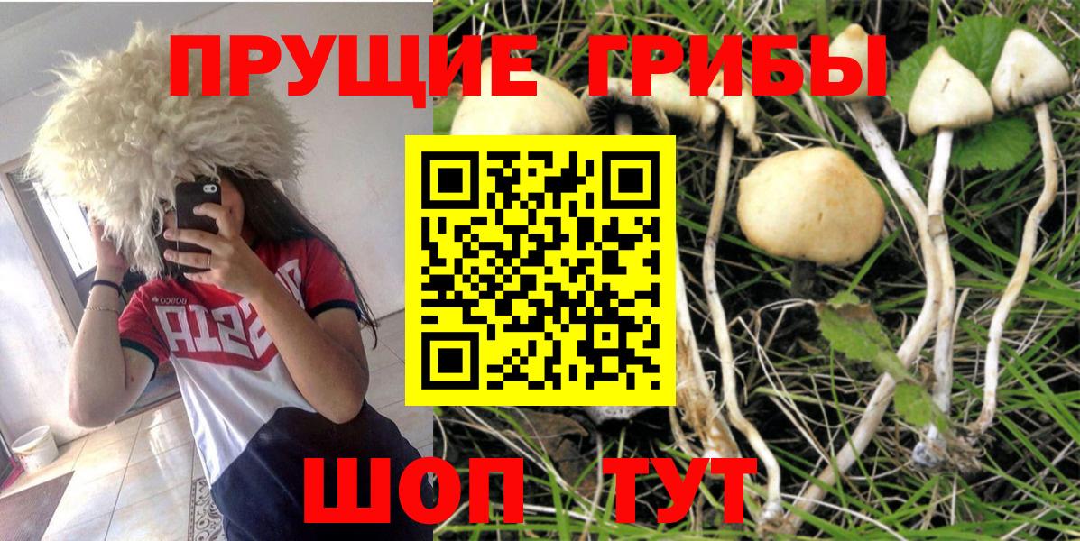 Крымск  Псилоцибиновые грибы Cubensis  закладка  Вход с VPN 